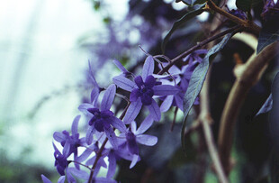紫色花卉