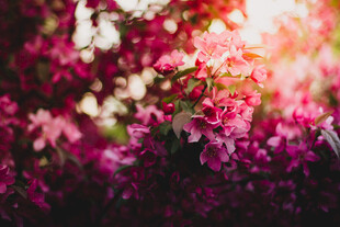 繁花