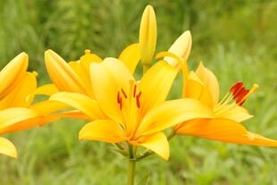 黄色百合花