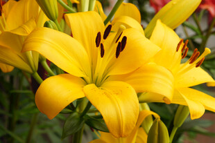 黄色百合花