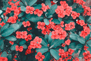 红色花卉