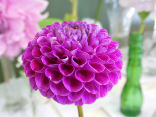 紫色大丽花