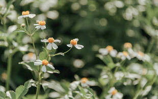 小白菊