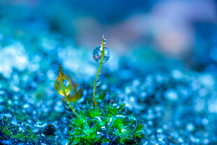 小草嫩芽