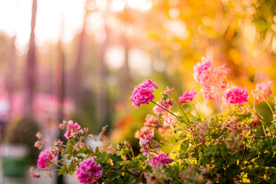 花丛