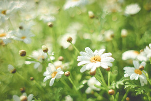 小白花