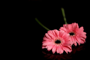 粉色非洲菊