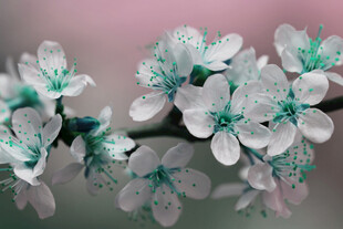 淡粉花朵