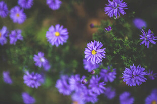 紫色小花