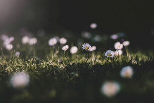 小白花