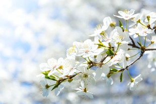 洁白花朵