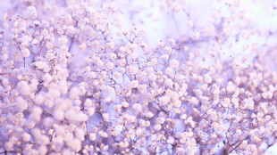 紫色小花