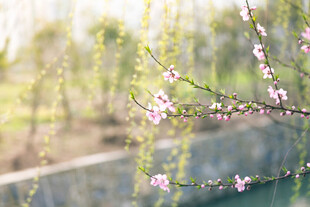 桃花枝