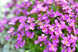 紫色小花