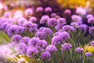 紫色葱属花