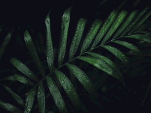 深绿蕨叶