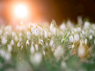 雪花莲