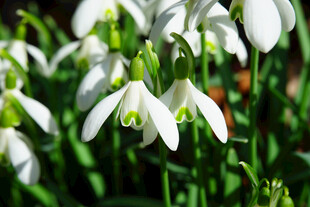 雪花莲