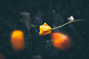 黄色小花