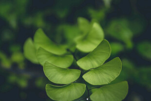 嫩绿叶片