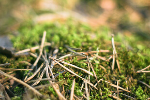 苔藓松针