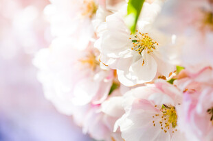 美丽樱花