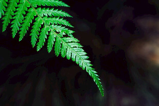 蕨类叶片