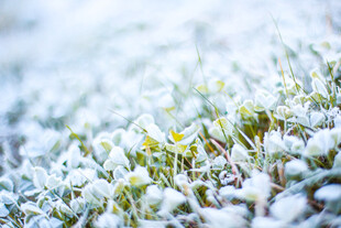 雪覆嫩苗