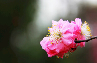 粉色梅花