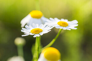 清新雏菊