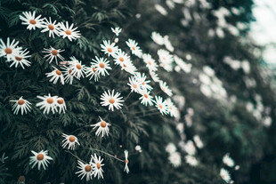 白色雏菊