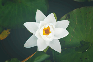 白睡莲