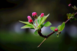粉嫩苹果花蕾