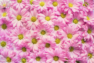 粉色雏菊花