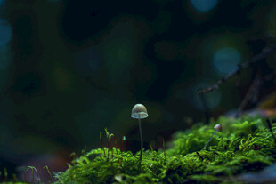 小蘑菇