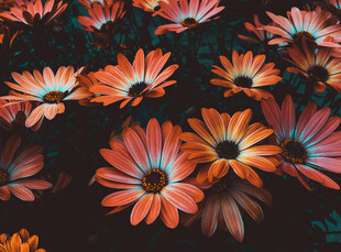 橙色雏菊