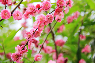 桃花