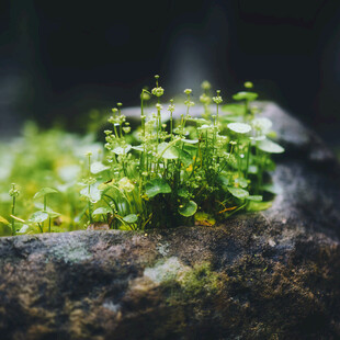 嫩绿植物