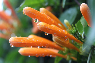 炮仗花