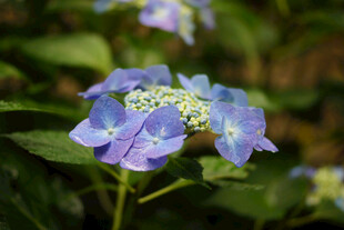 蓝紫色绣球花