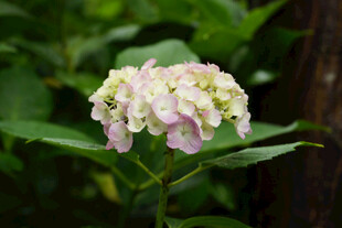 绣球花