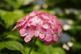 粉色绣球花