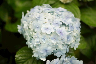 蓝绣球花