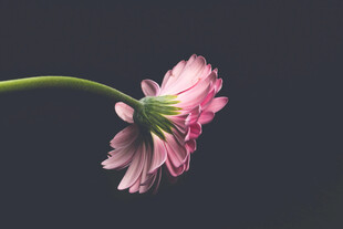 粉色雏菊