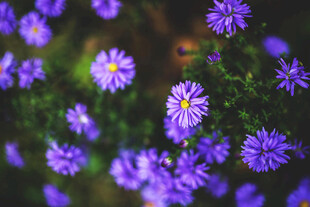 紫色小花