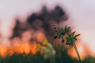 草丛小花
