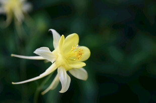 黄色耧斗菜