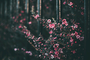 粉色花枝