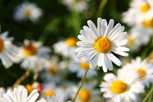 雏菊