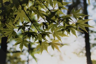枫叶树枝